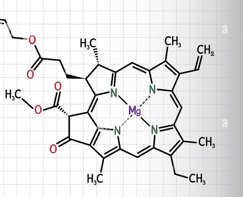 Chlorophyll A Molekül (2)