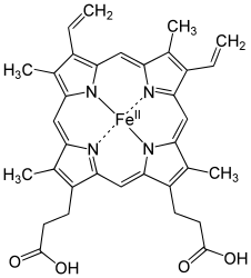 Hämoglobien-Molekül