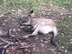 Kangaroo Mutter mit Baby