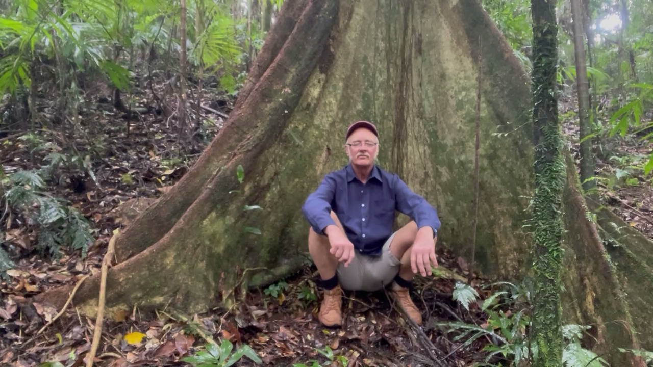 Meditation-Tree