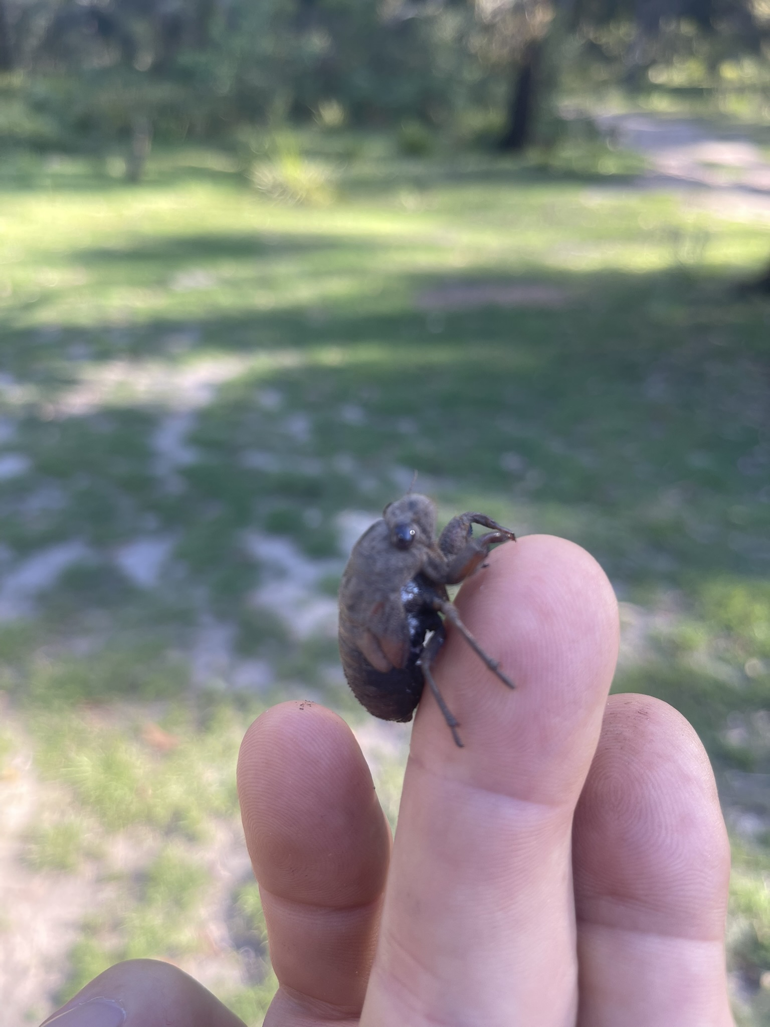 Cicada