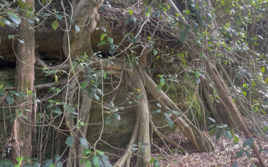 2-Farnbaum-Schlucht-Fortsetzung